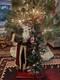Vintage Santa Clause Statue Figure With Tree Christmas Decoration 32 Tall